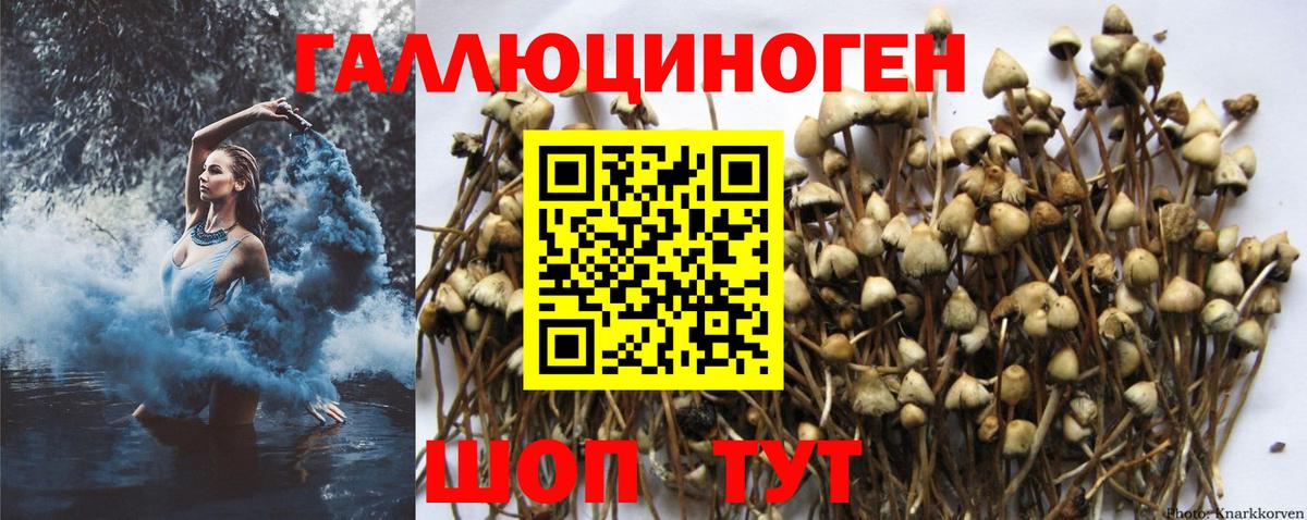 Галлюциногенные грибы GOLDEN TEACHER  Гусь-Хрустальный  Галлюциногенные грибы прущие грибы 