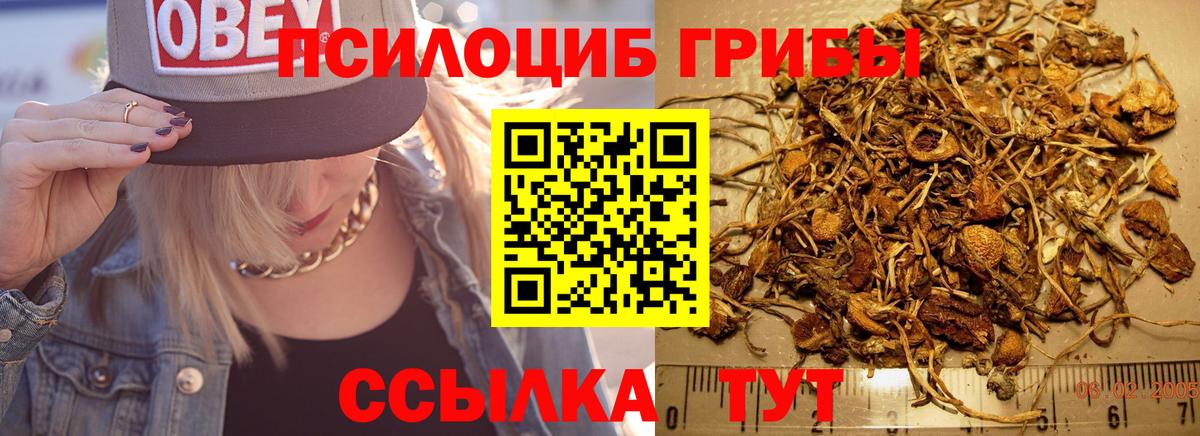 Гусь-Хрустальный  Галлюциногенные грибы Psilocybine cubensis  Вход с VPN 